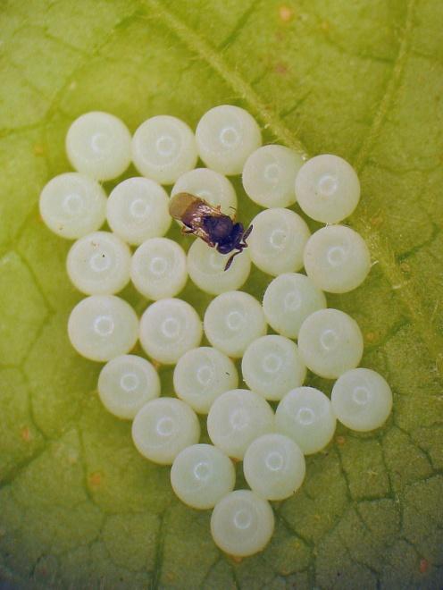 Behavioral Ecology of the Parasitoid Oviposition Behavior Egg Recognition Patch Residence