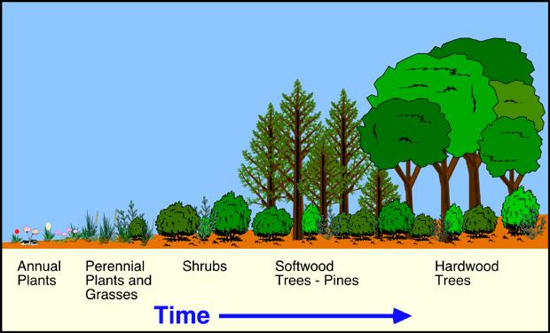 Look at the diagram below and determine if it is primary or secondary succession.