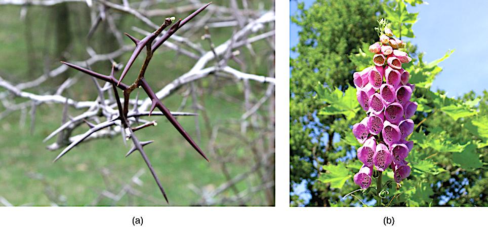 The honey locust tree uses thorns, a mechanical defense, against herbivores The foxglove uses a chemical defense: