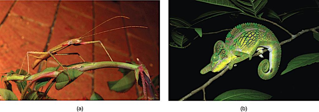 The tropical walking stick and the chameleon use body shape and/or