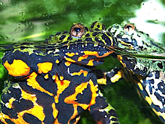 The fire-bellied toad has bright coloration on its belly that serves to