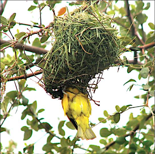 Symbiosis: commensal vs mutualistic vs parasitic The southern masked-weaver making a nest in a tree
