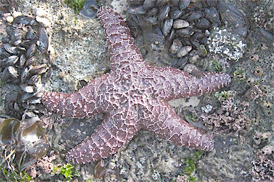 The sea star is a