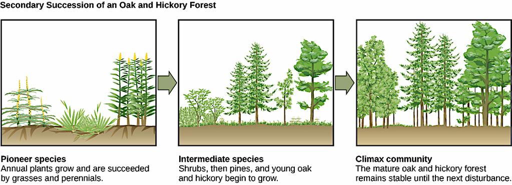 Secondary succession in an oak and