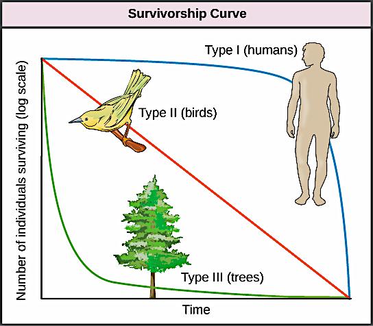Distribution of individuals in a population according to age Type I survivorship curve- death occurs mostly in older years Type II- death at any