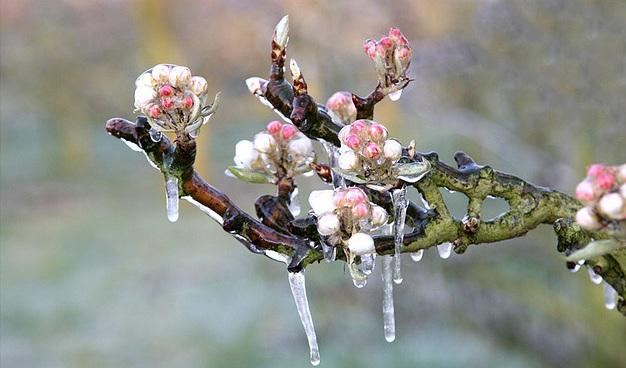 Water protects buds from cold weather 6! When temperature falls a few degrees below 0 C, fruit crop is in danger of being ruined.! To protect the buds, farmers spray the trees with water.