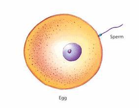 11 Sexual Reproduction Hereditary information from two different organisms of the same species are