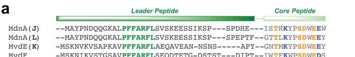 Supplementary Figure 1. Representative precursor peptides and gene clusters in microviridin biosynthetic pathways.
