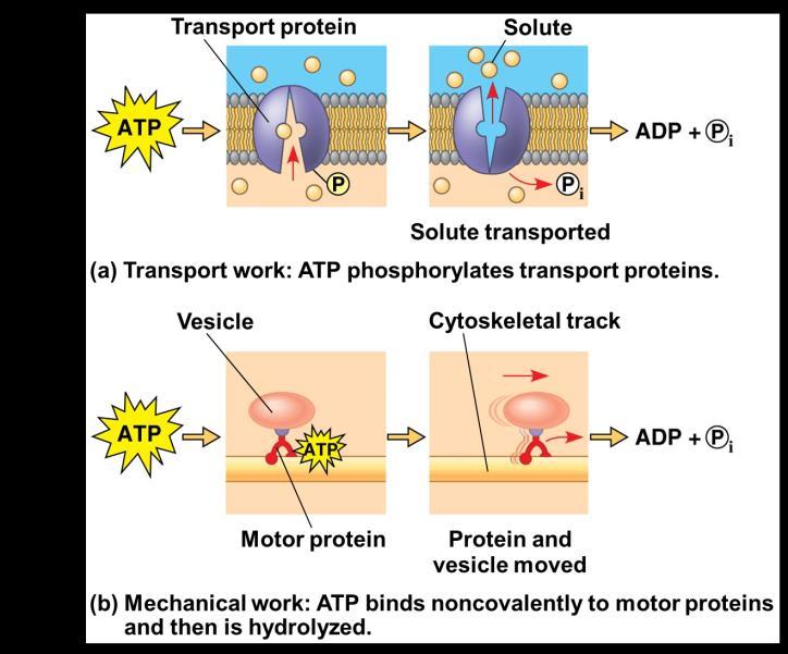 How ATP drives transport and mechanical work?