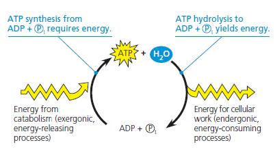 group to adenosine diphosphate (ADP) The energy to phosphorylate ADP comes from catabolic reactions in the cell Energy released by breakdown reactions (catabolism) in the cell is used to