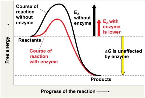 How Enzymes Speed Up Reactions Enzymes catalyze reactions by lowering the E A barrier enabling the reactant molecules to absorb enough energy to reach the transition state even at moderate
