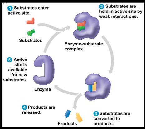 surface. Its substrate is glucose (red). Enzyme-substrate complex (b) When the substrate enters the active site, it forms weak bonds with the enzyme, inducing a change in the shape of the enzyme.