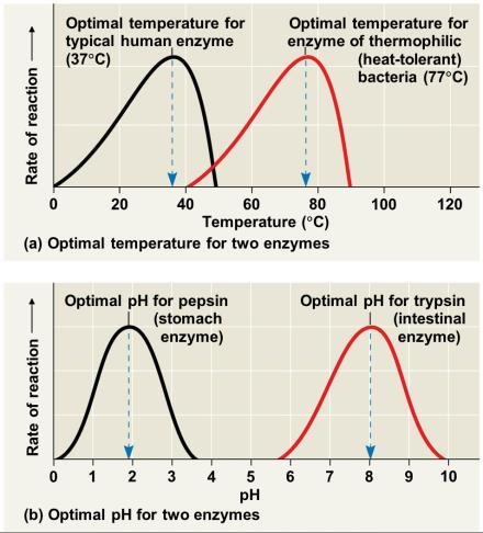 Effects of Local Conditions on Enzyme Activity Effects of Temperature and ph on Enzyme Activity Each enzyme has an optimal temperature in which