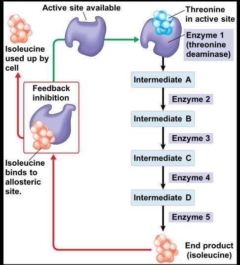 Feedback Inhibition In feedback inhibition, the end product of a metabolic pathway shuts down the pathway Feedback inhibition prevents a cell from wasting chemical resources by synthesizing more