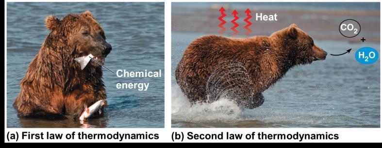 The Laws of Energy Transformation Thermodynamics is the study of energy transformations that occur in a collection of matter An isolated system, such as that approximated by liquid in a thermos, is