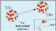 beta decay Gravity: felt by all matter particles, mediated by the