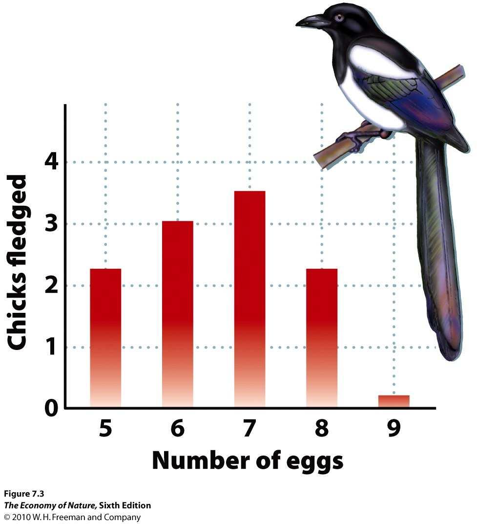 X. Effort per Offsping. A. Clutch size problem. 1. Juvenile survival increases with parental expnditure, e, per offspring. 2. Let be the number of eggs laid. 3.
