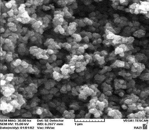 Fig. 1. SEM image of glycerol-stabilized nano-tio 2 