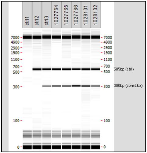 Supplementary Figure 8 a b c Supplementary Figure 8. NRK1KO mouse generation. Genomic DNA was extracted from tail biopsies and analyzed by PCR.