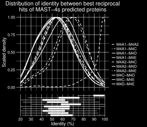 Supplementary Figure 2: Distribution of identity between best reciprocal hits of MAST- 4 predicted