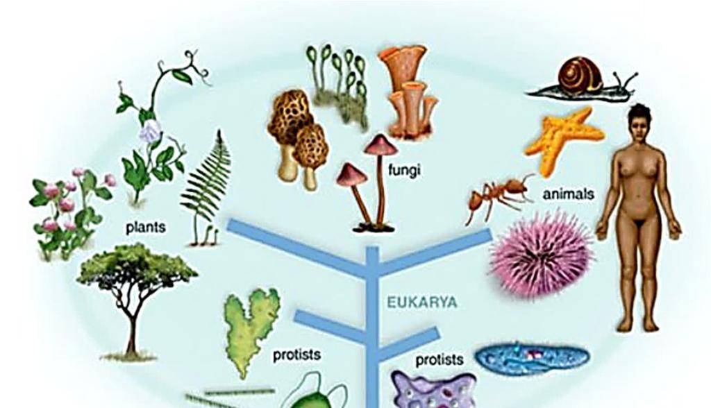 Taxonomy Eubacteria Archaea Eukarya, mostly heterotrophic, live in all sorts of environments