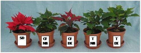 Poinsettia ( Prestige Early Red ) was also reasonably sensitive to compact fluorescent (CF) lamps.