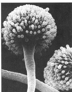 Zygomycetes (750 species), which include the common bread molds, derive their name from resting sexual structures called zygosporangia that characterize the group.