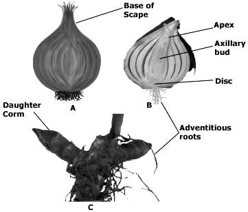 Bulbs o Short underground stems o Tulips, onions and
