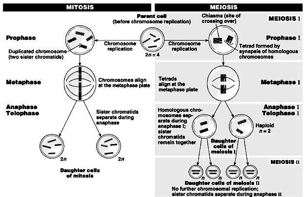 Mitosis One cell division occurs DNA replication occurs during interphase Meiosis Two sets of divisions occur; meiosis I and meiosis II DNA replication occurs ONCE, before meiosis I Two identical