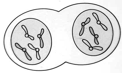 o Telophase 4 th stage Chromosomes arrive at poles Two