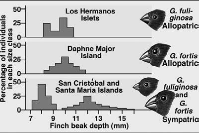 Species under continual competition will sometimes evolve differences because of selection against those individuals that suffer the most severe competition Finches in the Galapagos Islands feed on