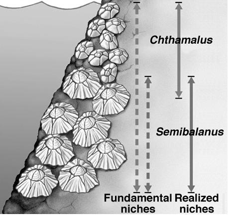 Classic example of competition in nature - interaction between barnacles - Chthamalus and Semibalanus Chthamalus lives in the intertidal zone Semibalanus lives in the subtidal zone If Semibalanus is