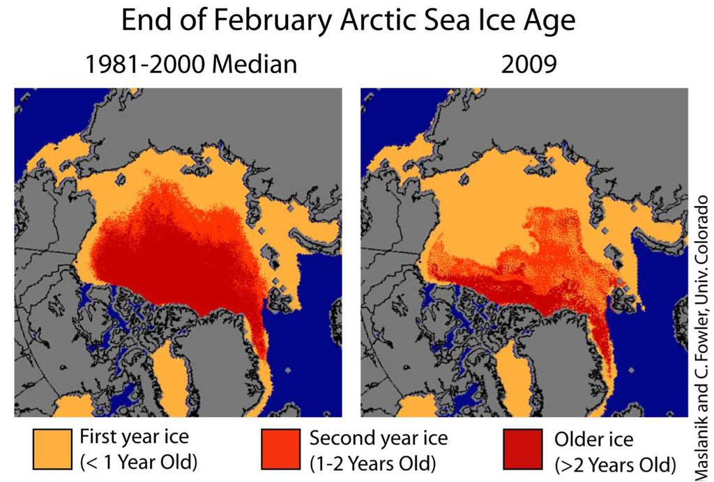 Arctic sea ice is younger and thinner and hence more