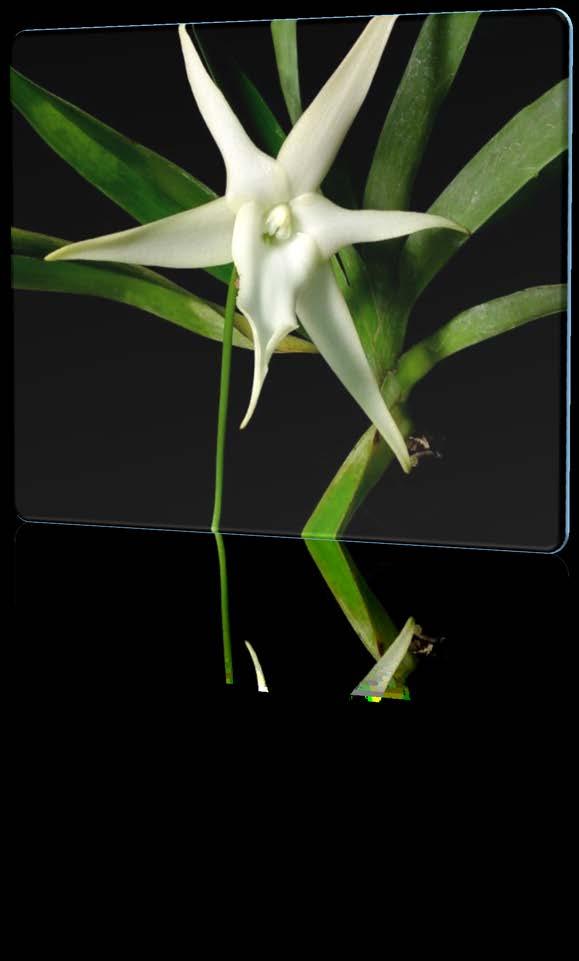 * The 200 species that make up the genus Angraecum are spread through out tropical Africa, The Comoros Islands, The Seychelles, The Mascarenes and Madagascar from sealevel to