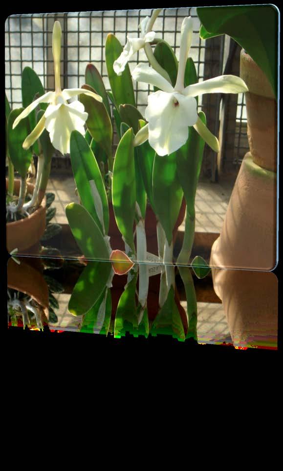 This genus was created by the removal of two species from Brassavola because they differed in their Cattleya-like psuedobulbs and leaf and in differences in the flower structure.