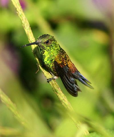 Hummingbirds irds pollinate scarlet, orange, red, or white tubular flowers.