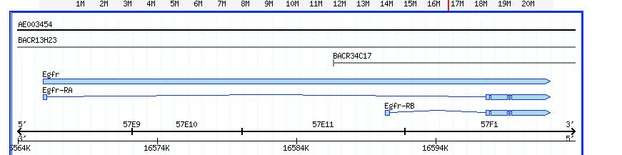 Fosmid XAAA112 also appears to contain a gene with homology to an Epidermal Growth Factor Receptor gene CG-10079 of D.melanogaster. This gene in D.melanogaster also consists of 5 exons.