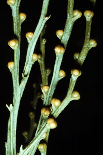 Reproduction: The sporophytic plant reproduces by means of spores produced in sporangia.