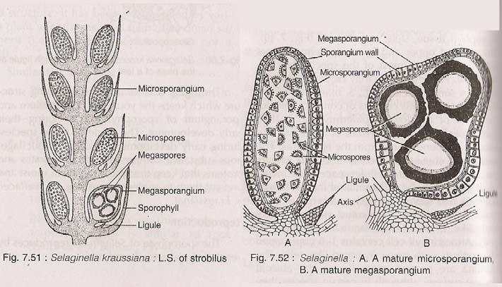 The larger spores are called megaspores or female spores and developed smaller number in megasporangia.