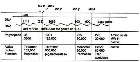 Fig. 8: Size of gene, gene products and their molecular weights involved in lac Operon Source: https://www.google.co.in/search?