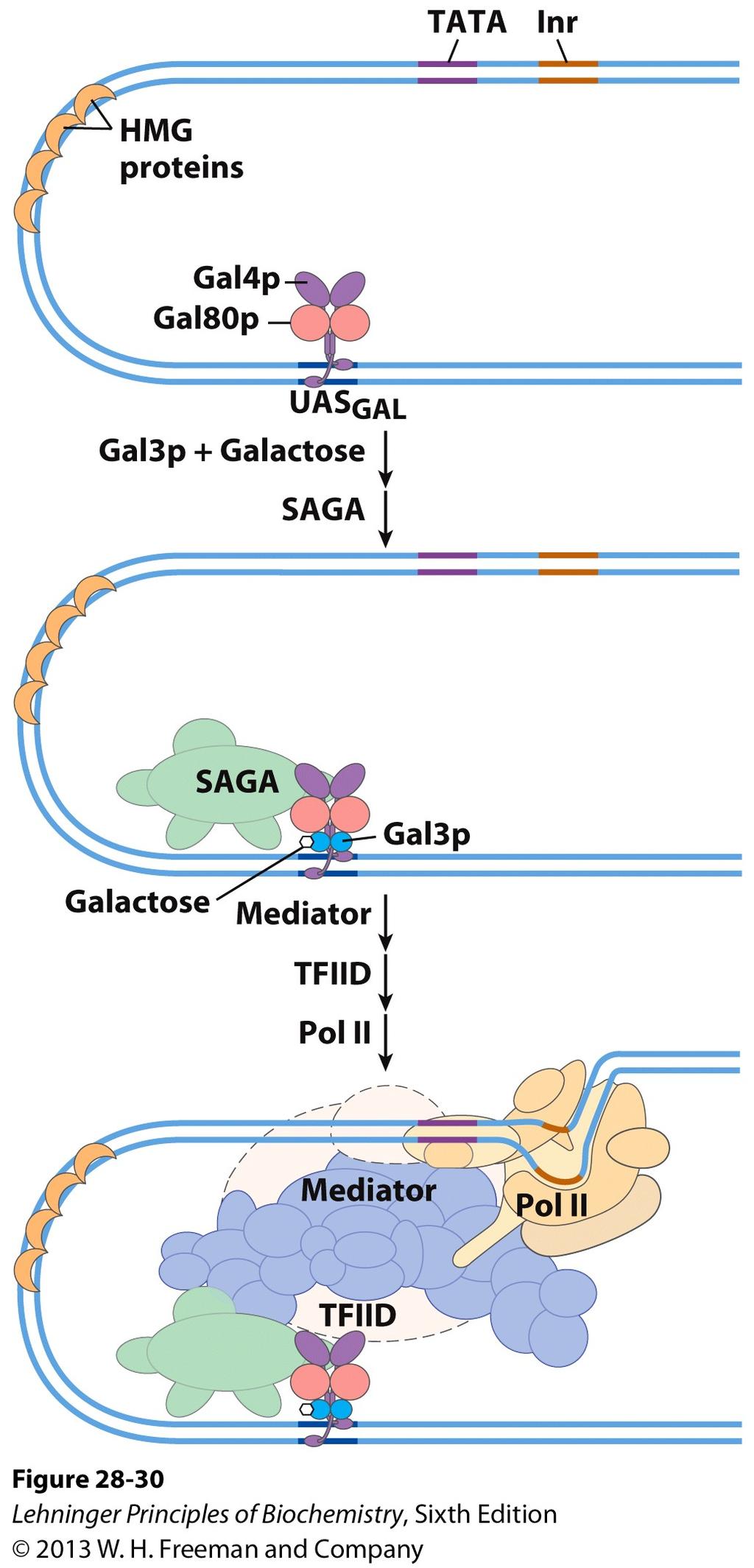 Activation of galactose genes!