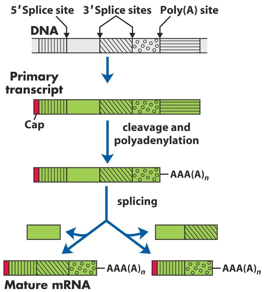 Potential Points of Gene Regulation! In Eukaryotes:! Figure 28-1!