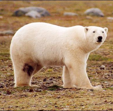 Impact of Climate Trends on Ontario ecosystems Polar bear