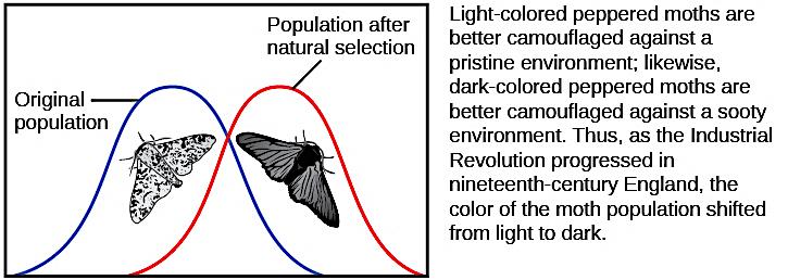 As the Industrial Revolution caused trees to darken from soot, darker colored moths were better camouflaged than lighter colored ones, which caused there