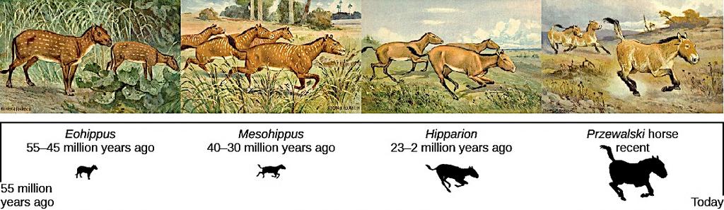 Evidence of evolution by natural selection (fossils) Horse species shown are only four from a diverse lineage with many branches, dead ends, and adaptive radiations