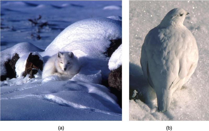 Convergent evolution: the white winter coat of (a) the arctic fox and (b)