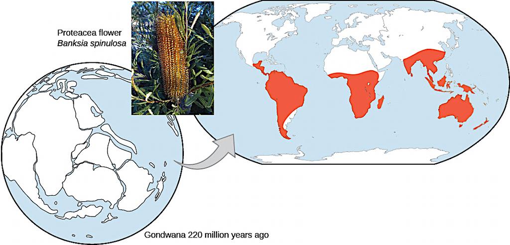 Evidence of evolution: biogeography This family of plants evolved before supercontinent broke up