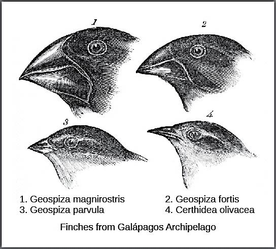 Darwin observed that beak shape varies among finch species He hypothesized that the beak of an
