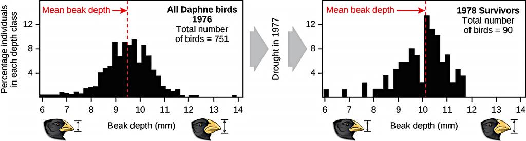 Evidence for evolution by natural selection: A drought on a Galápagos island in 1977 reduced the small seeds available, causing many small-beaked finches to die