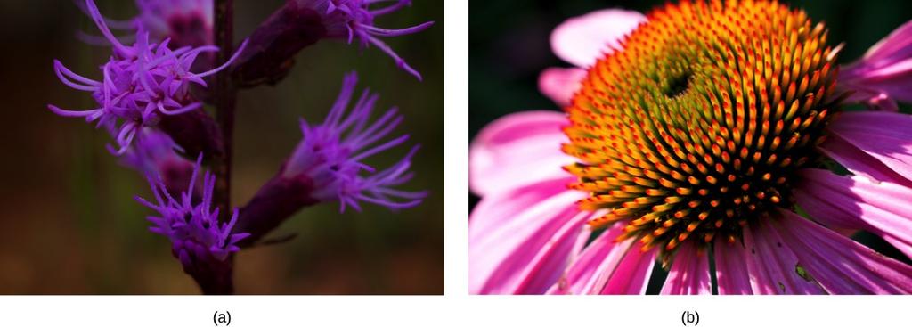 Flowering plants evolved from a common ancestor The (a) dense blazing star and (b)